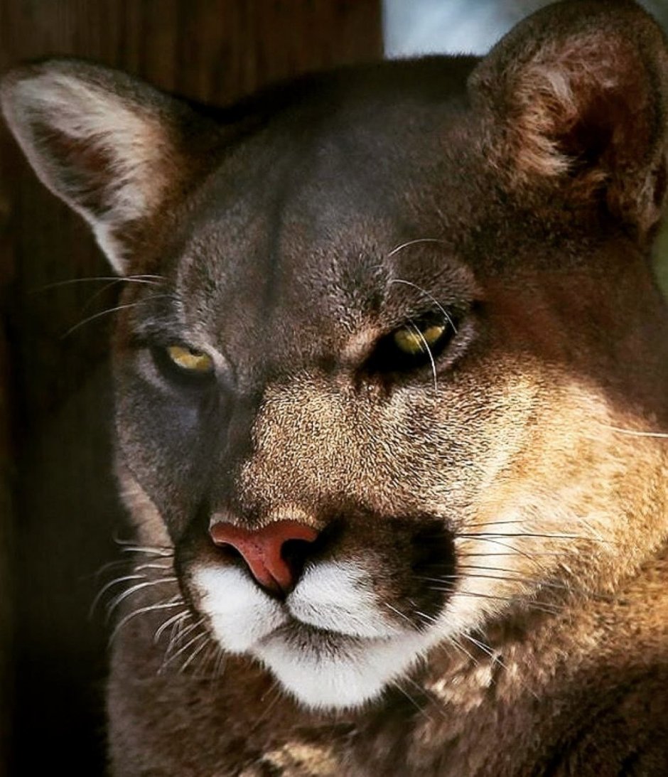 Калифорнийская Пума