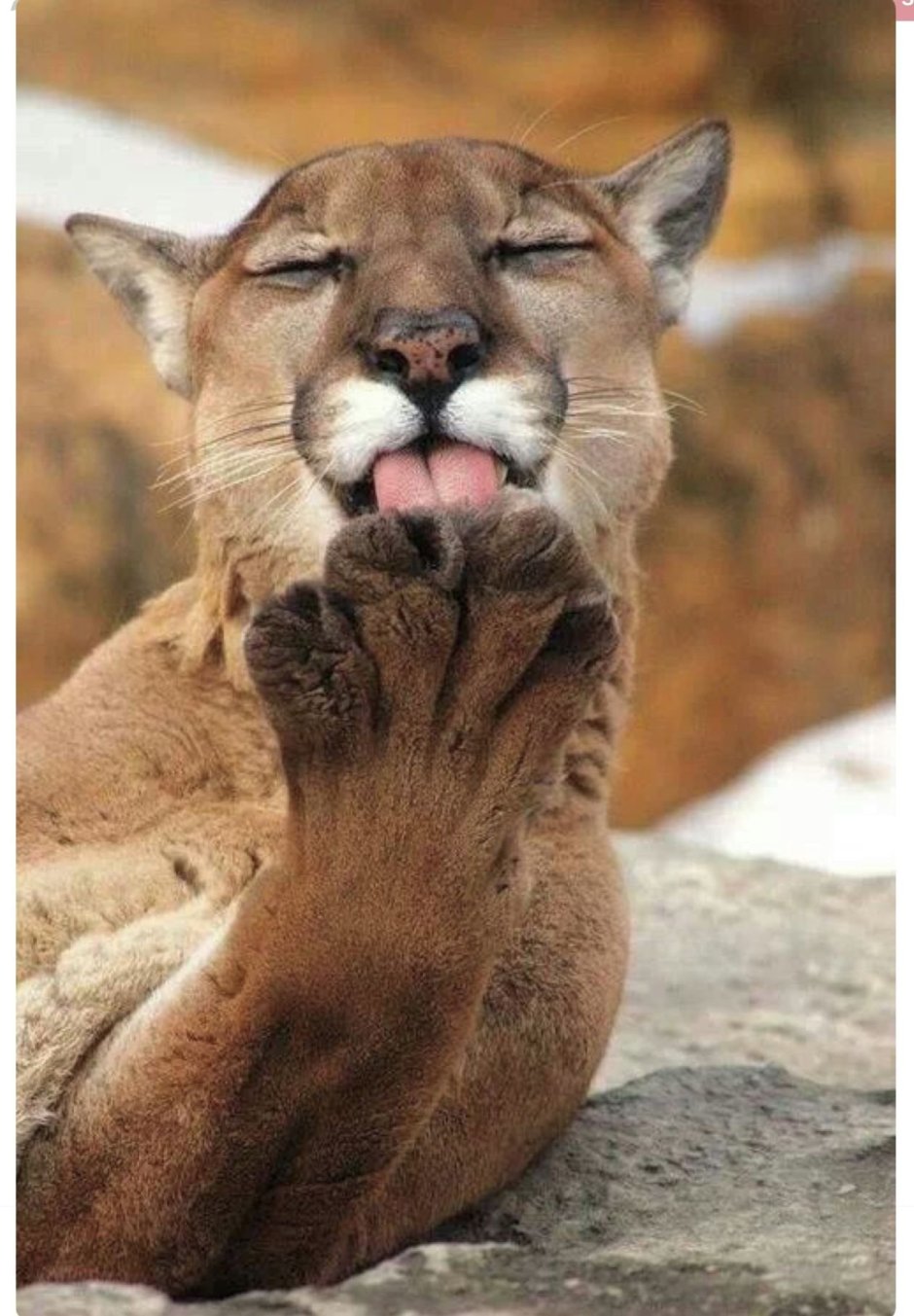 Львица и Кугуар Пума
