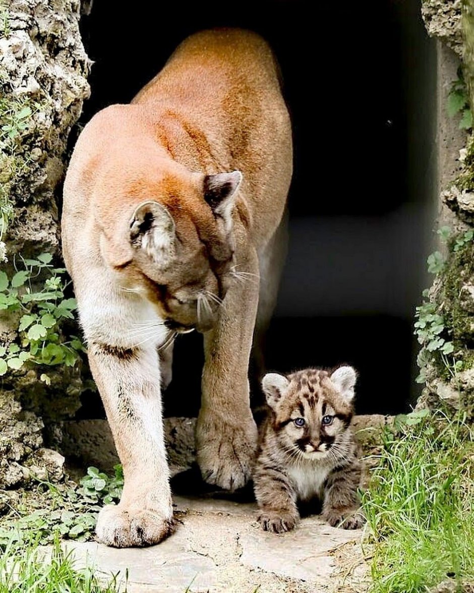 Новорождённая Пума
