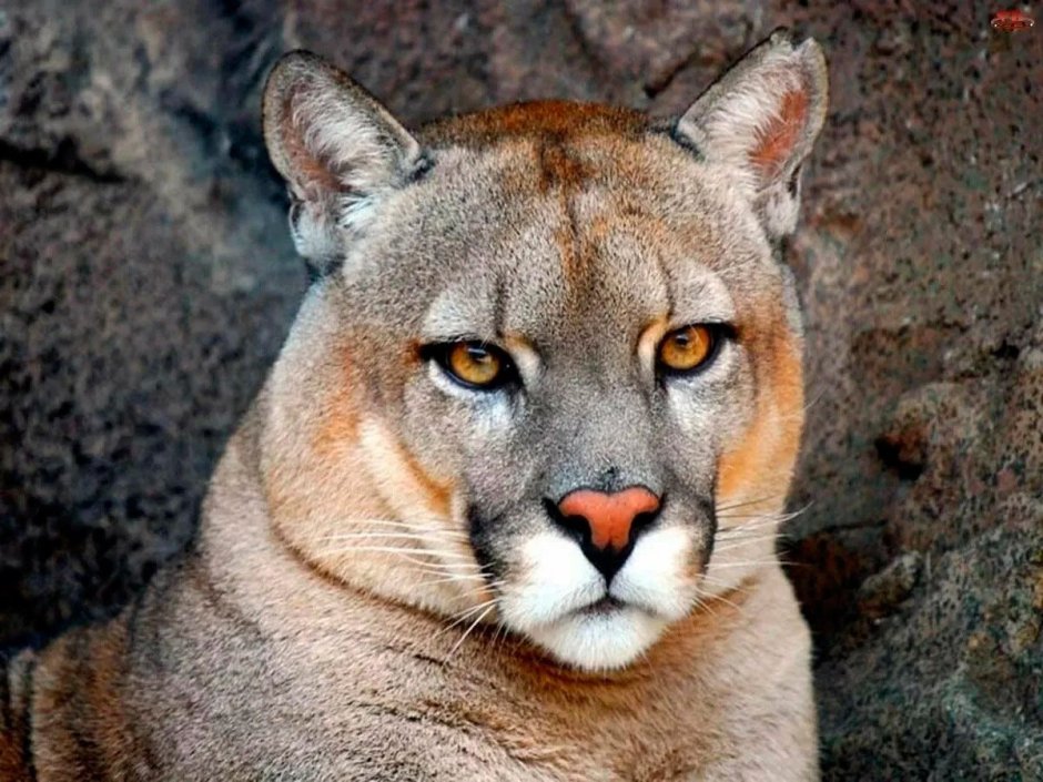 Флоридская Пума