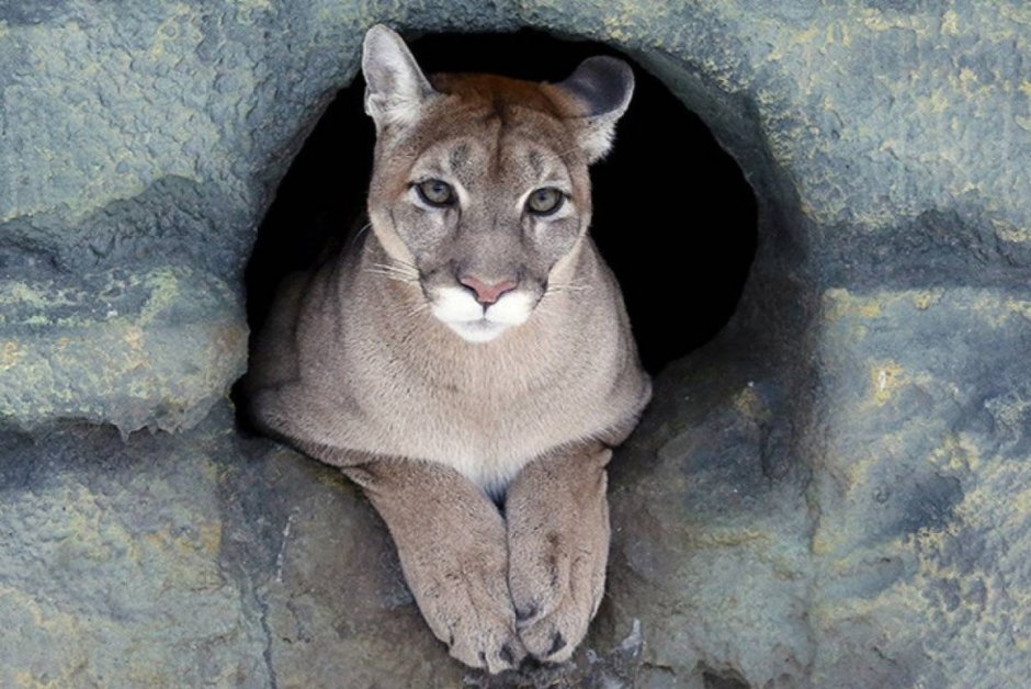 Пума годовалого