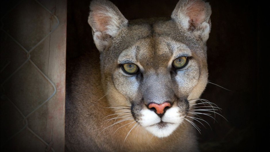 Стоун Кугуар