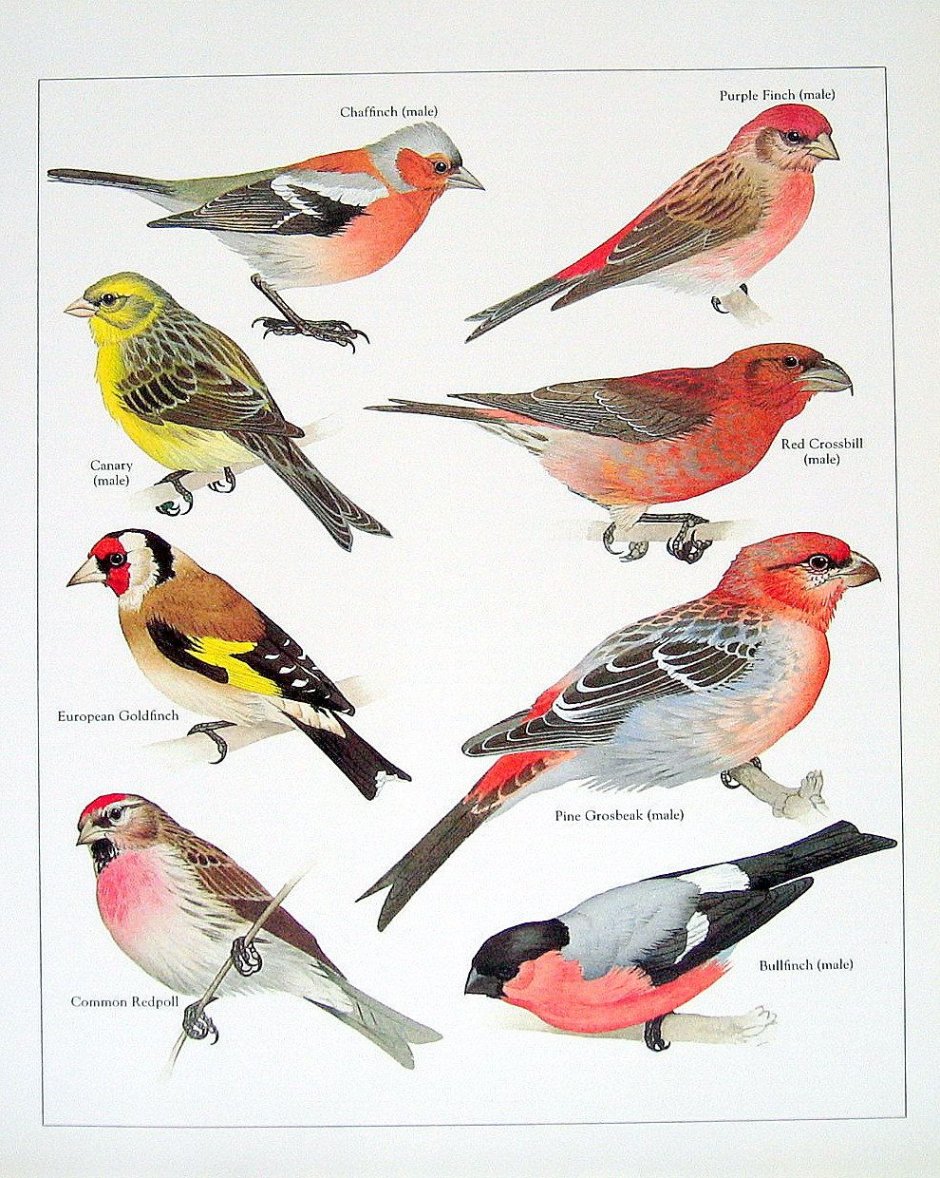 Finch перевести