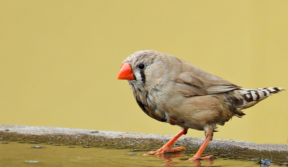 Барбоскины Gouldian Finch