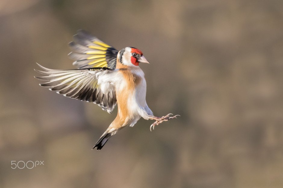 Backyard Birds of Indiana