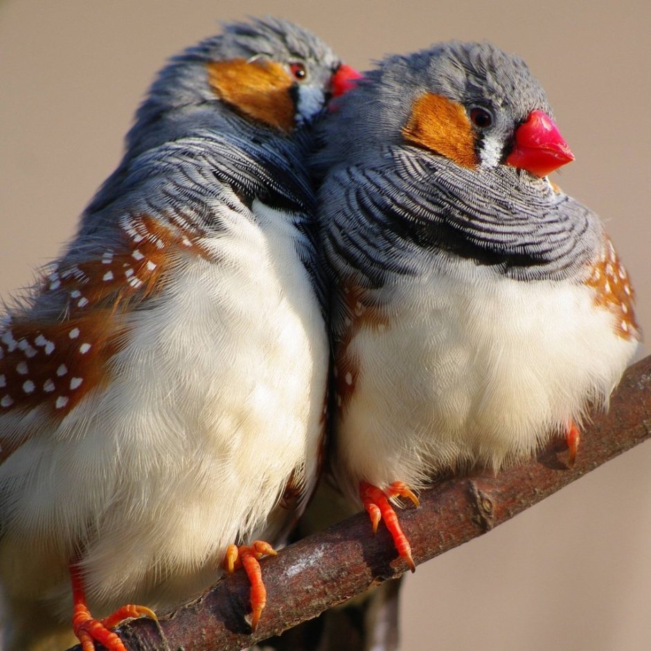 Барбоскины Gouldian Finch