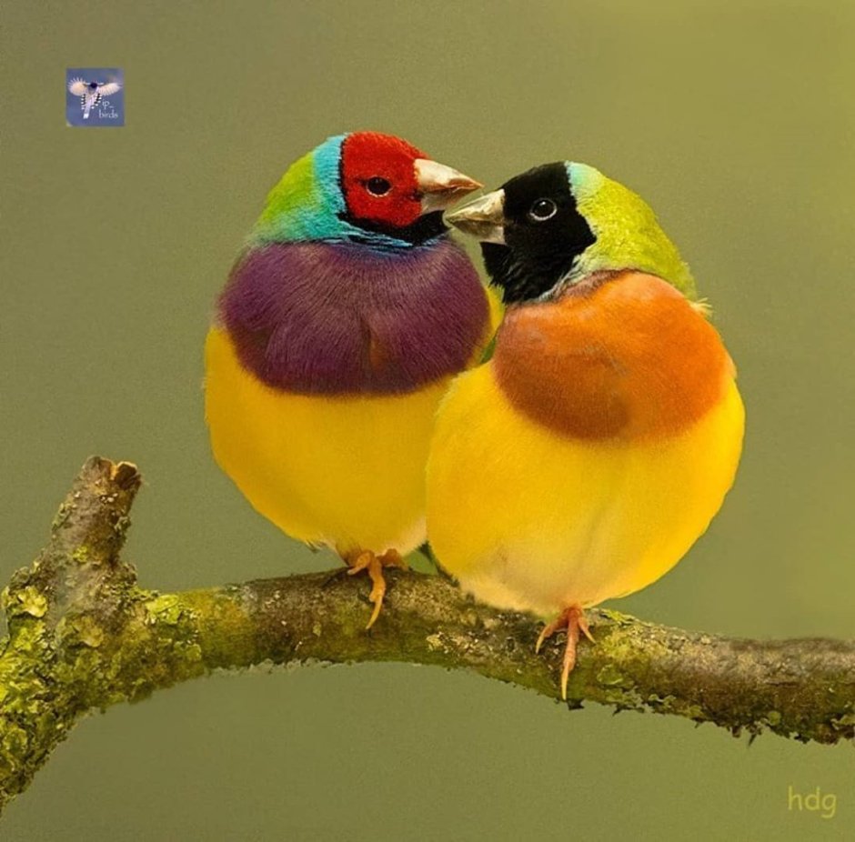 Best Birds Planet