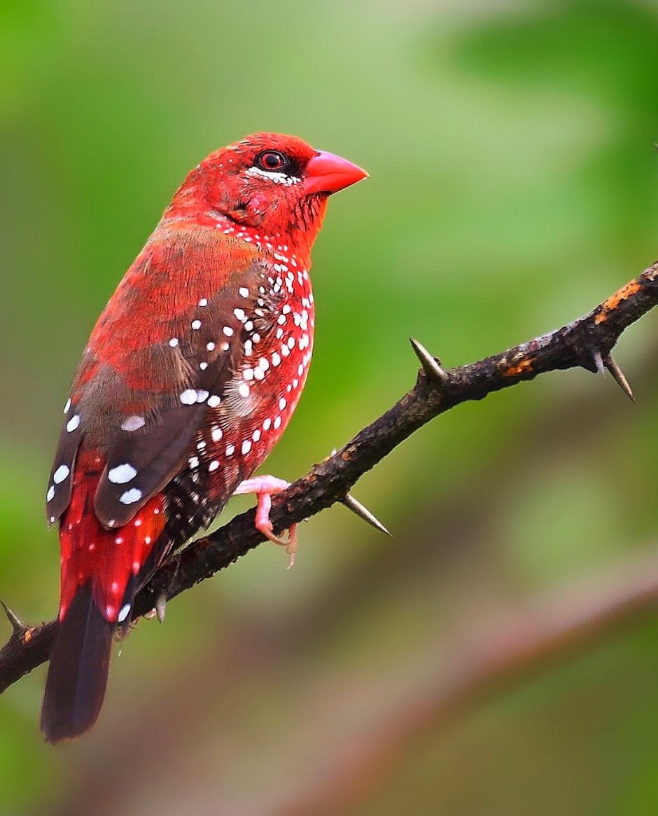 Red Finch Birds Pet food