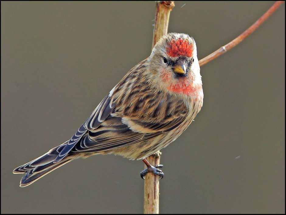 Птицы Канады Redpoll