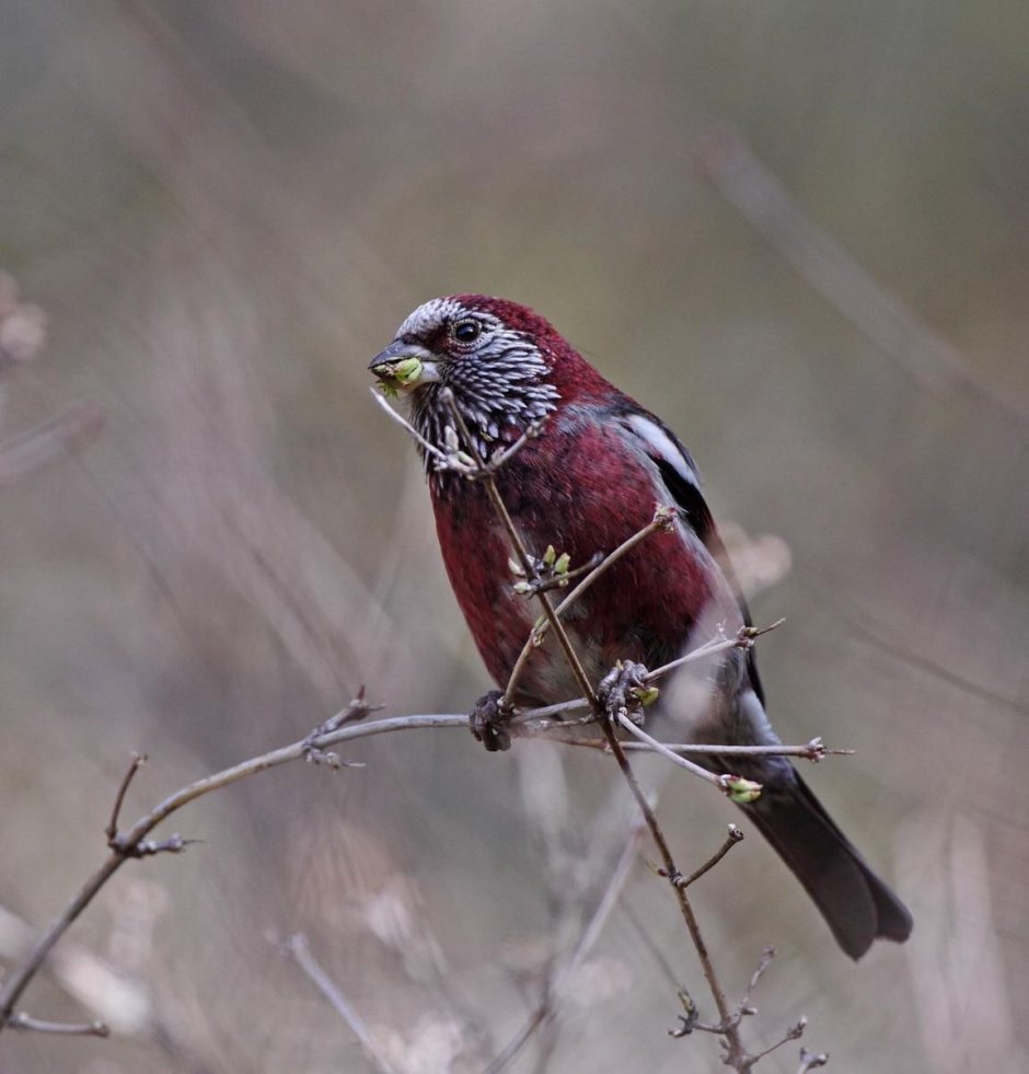 Carpodacus trifasciatus