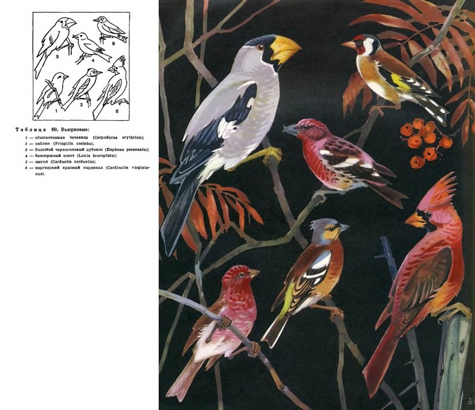 Семейство: Вьюрковые (Fringillidae)