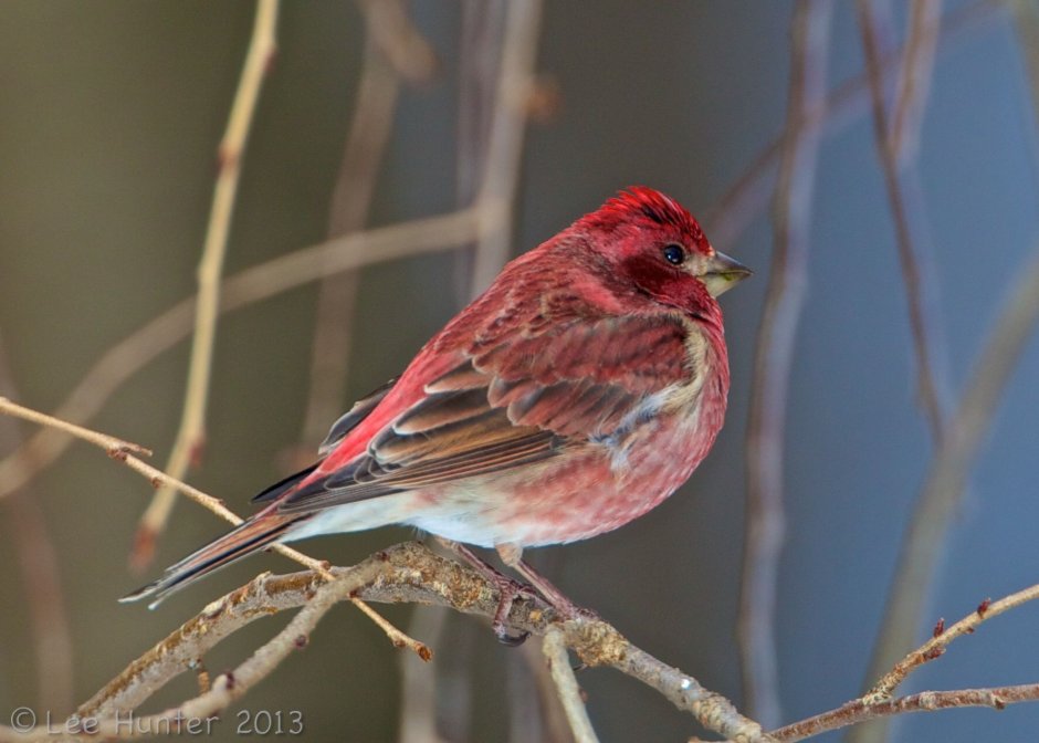 House Finch