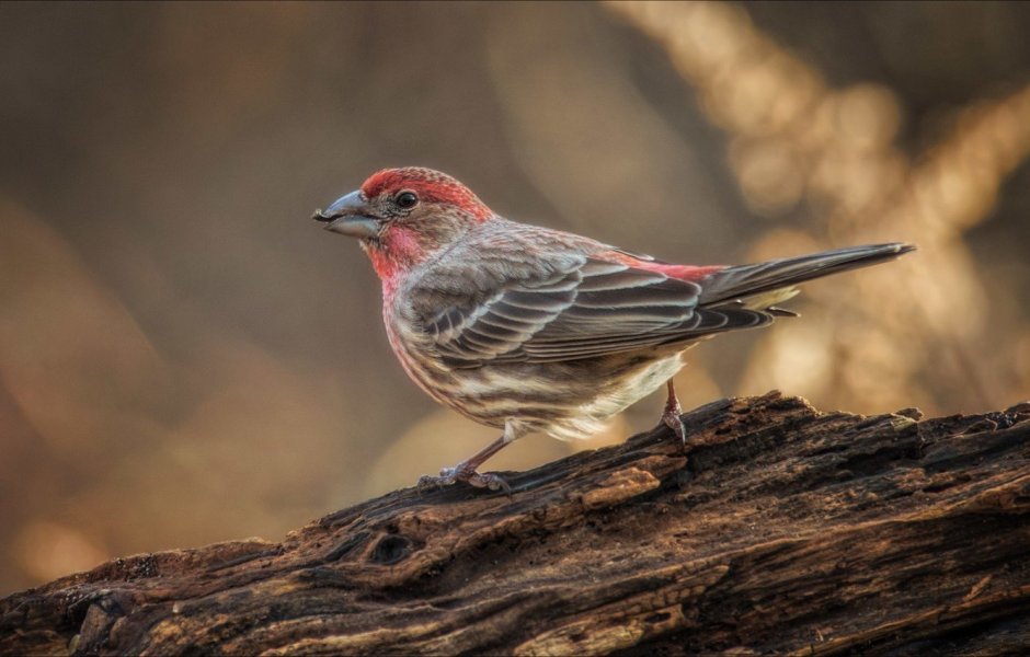 Cotinga Cotinga