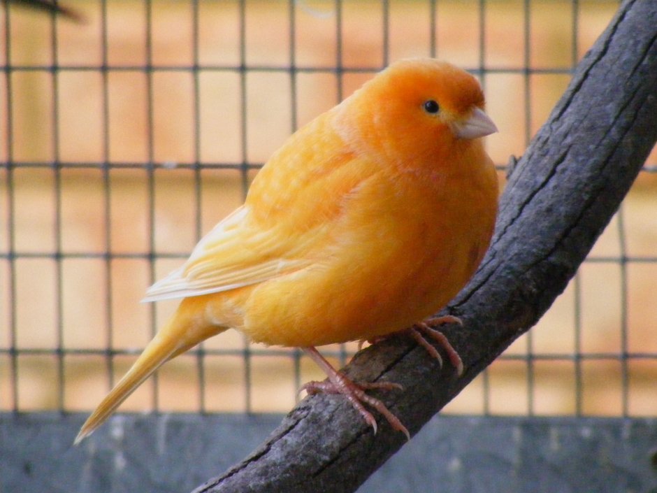 Лунтик Gouldian Finch