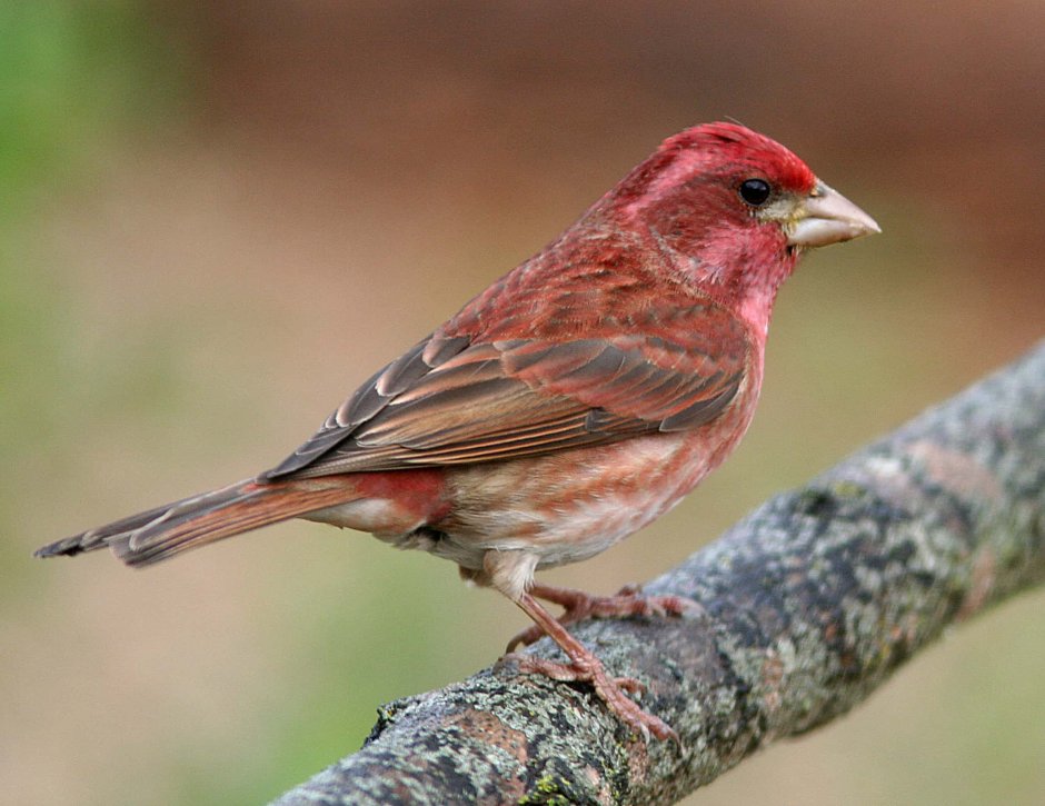 Finch птица