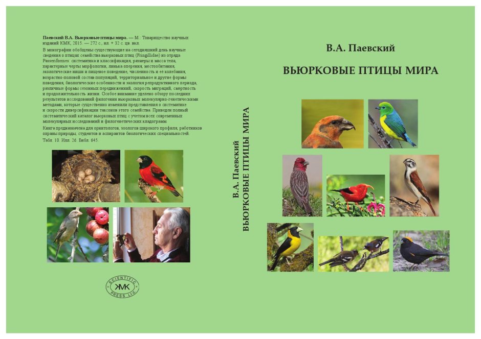Американский горный вьюрок