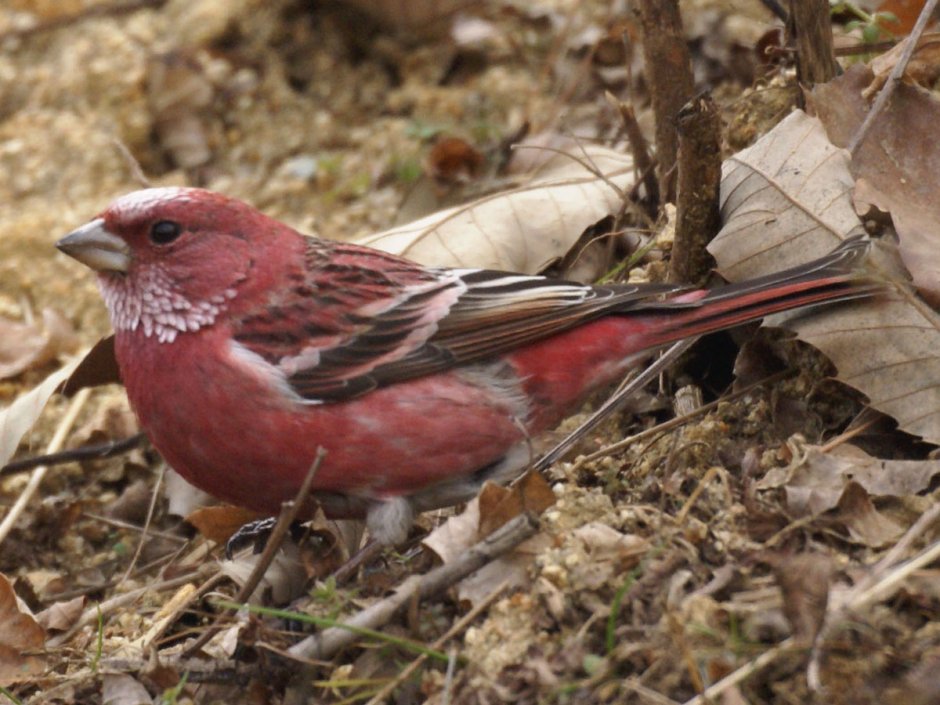 Red Sparrow Bird