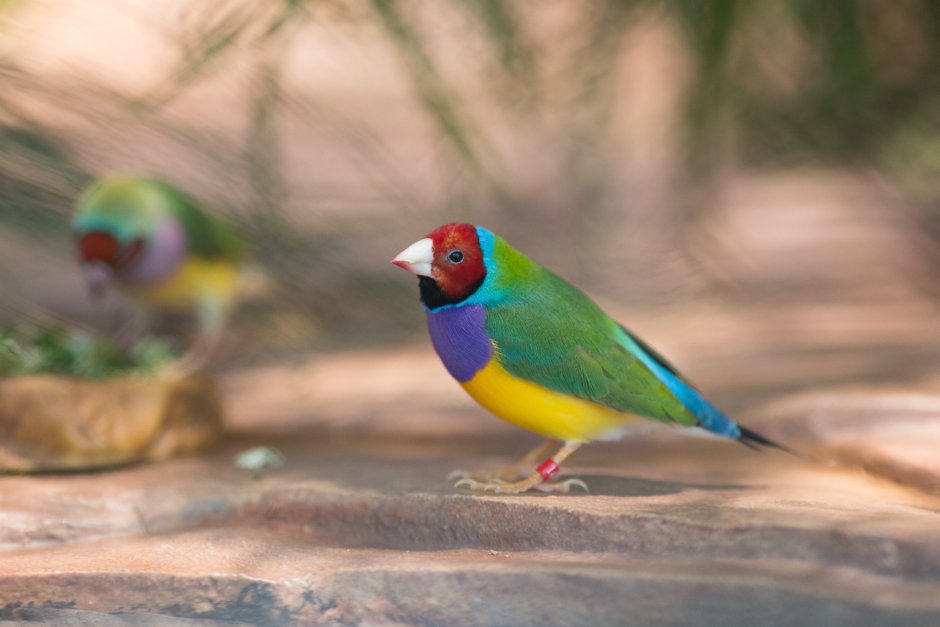 Finch картинка