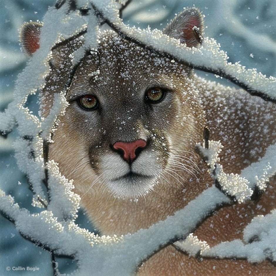 Коллин Богл