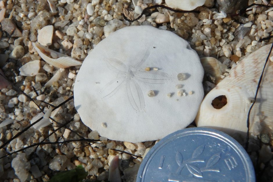 Scaphechinus Mirabilis