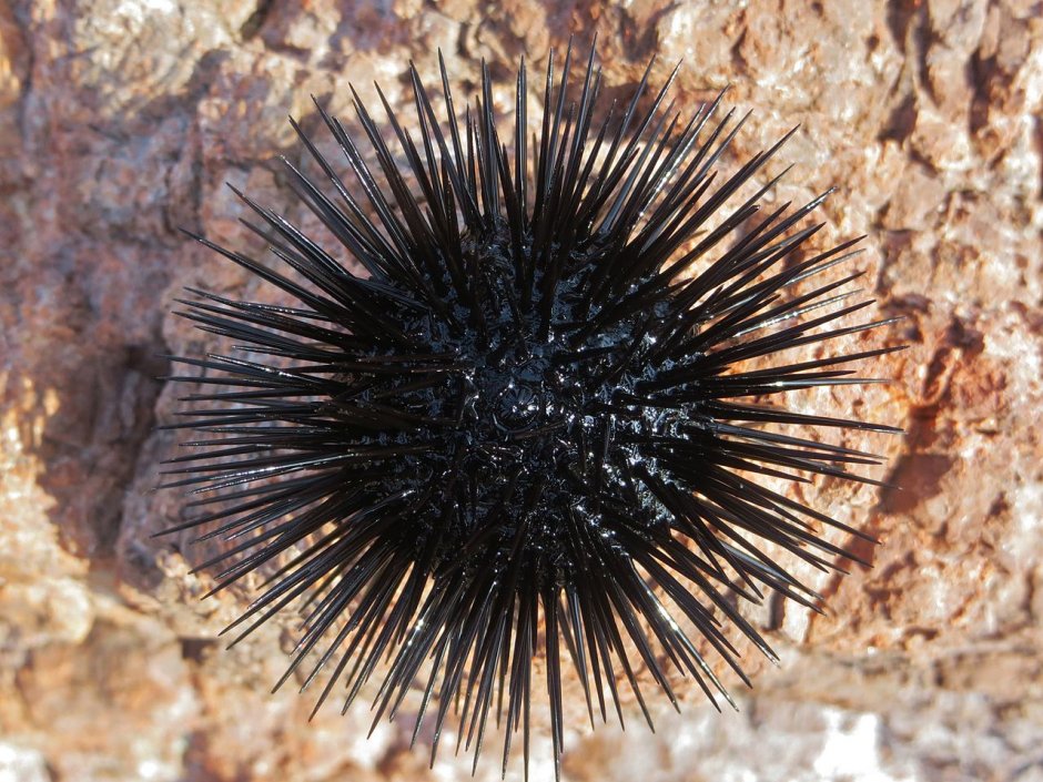 Arbacia lixula