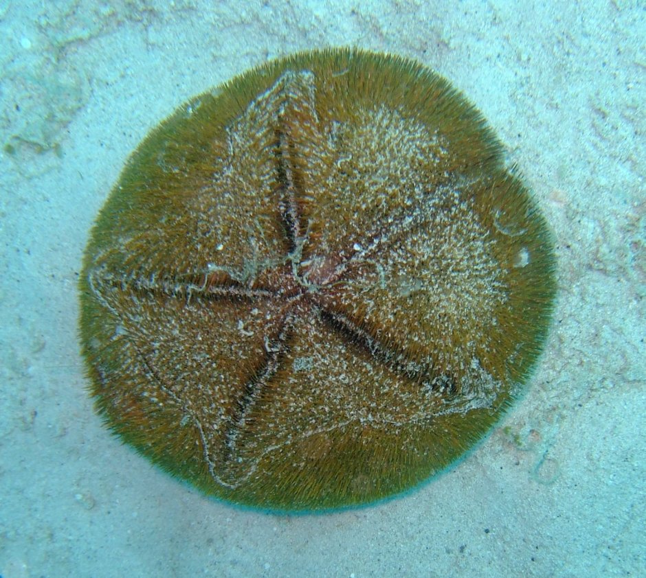 Щитообразный морской еж