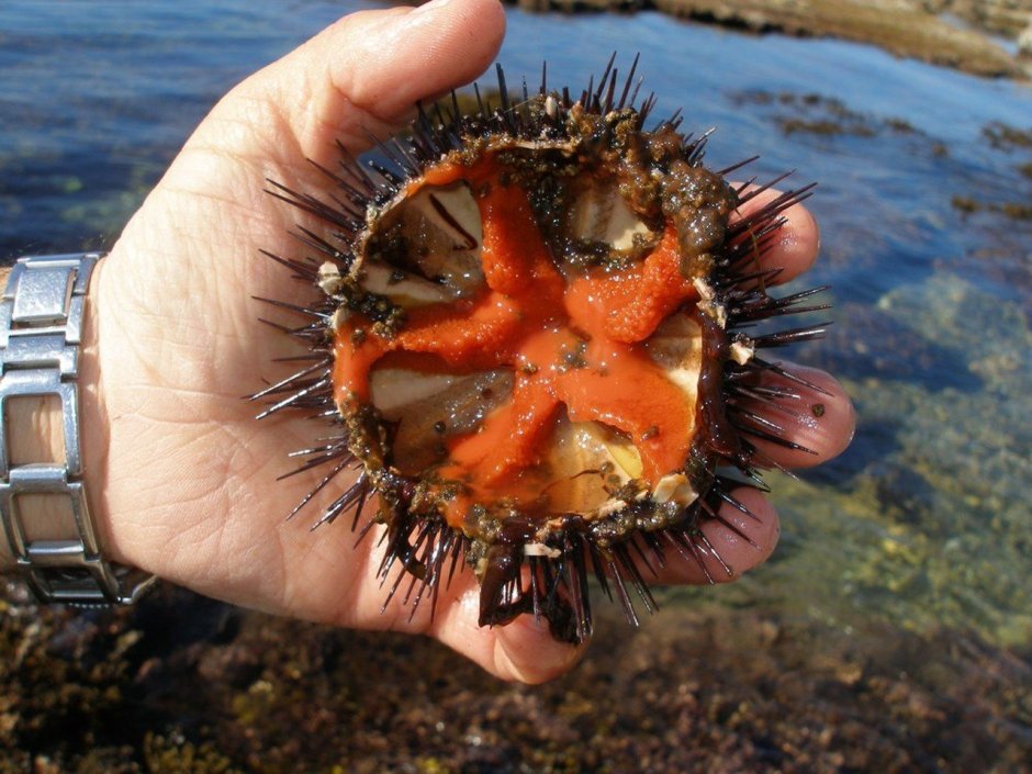 Многоиглый морской еж