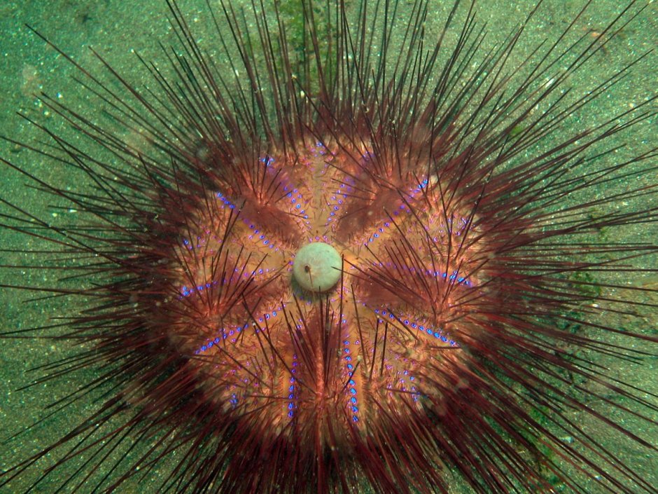 Морские Ежи Asthenosoma