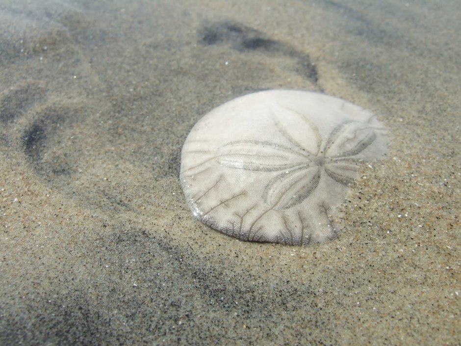 Морской ёж песчаный доллар (Clypeaster humilis)