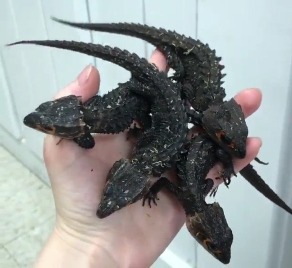 Черный дракон ящерица