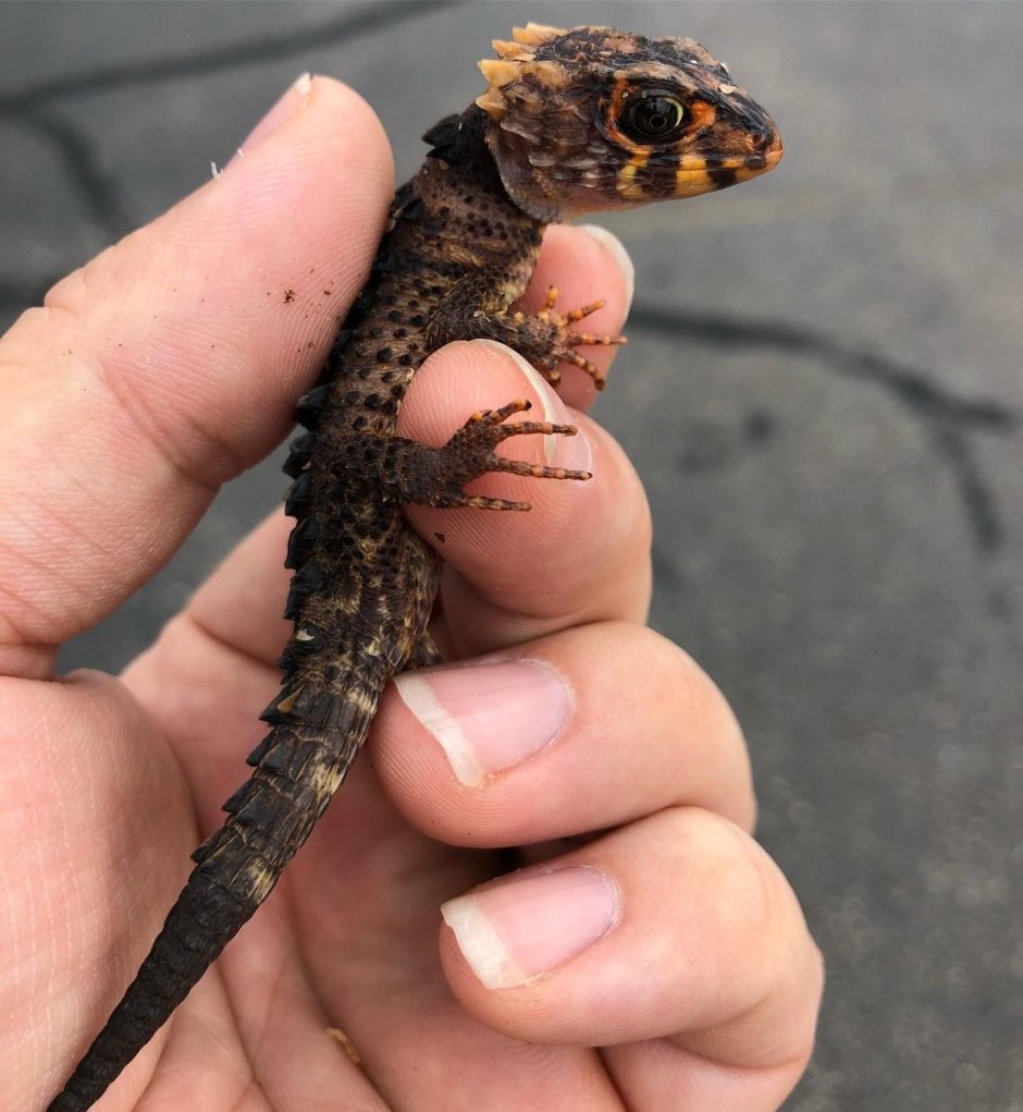 Карликовый геккон (Sphaerodactylus ariasae)
