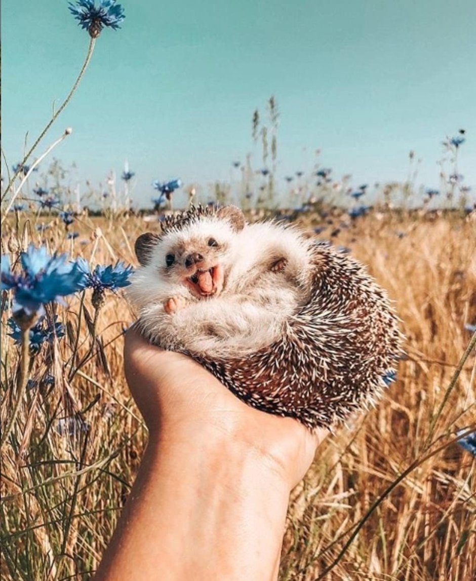 Улыбающийся еж