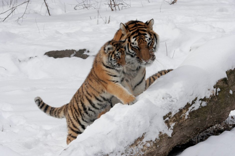 Уссурийский заповедник Амурский тигр