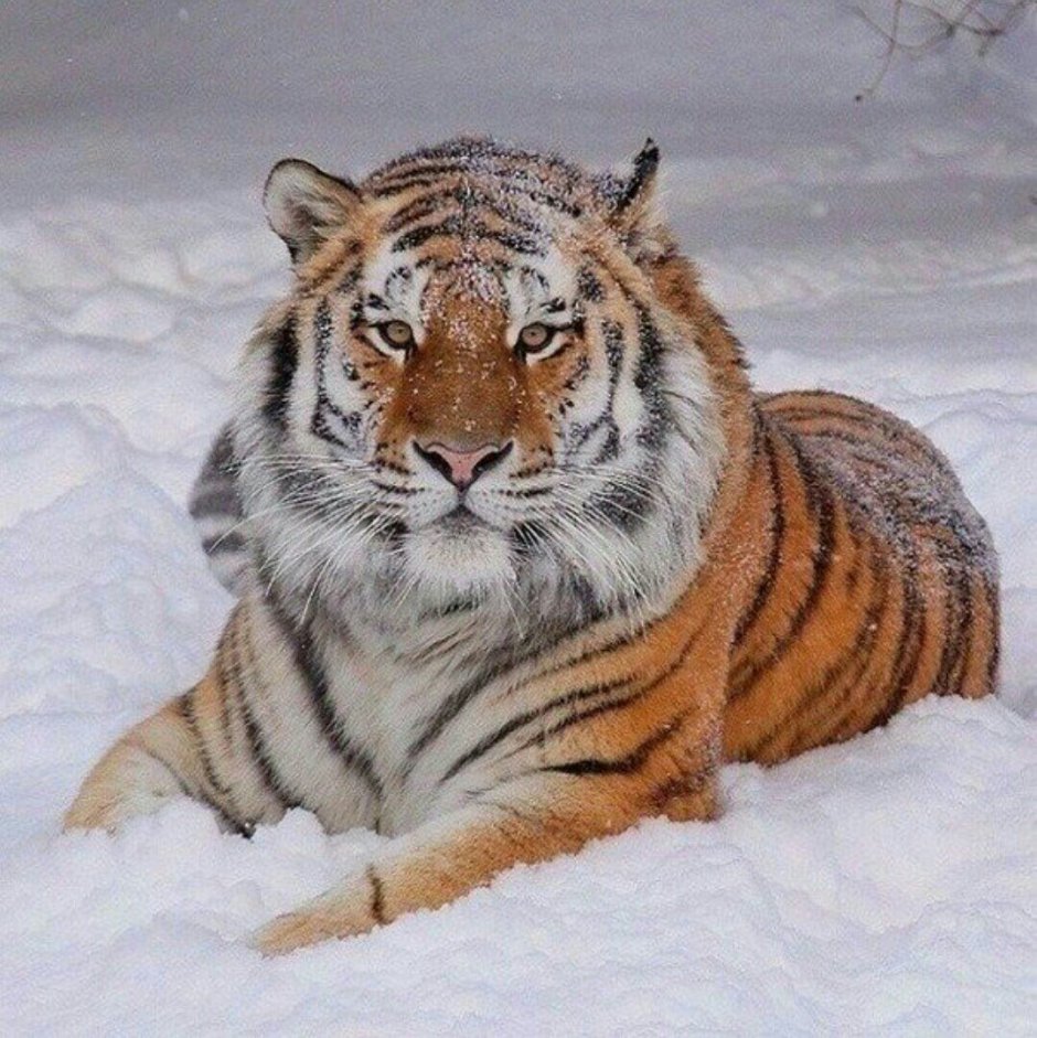 Тигр Амурский на зимнем