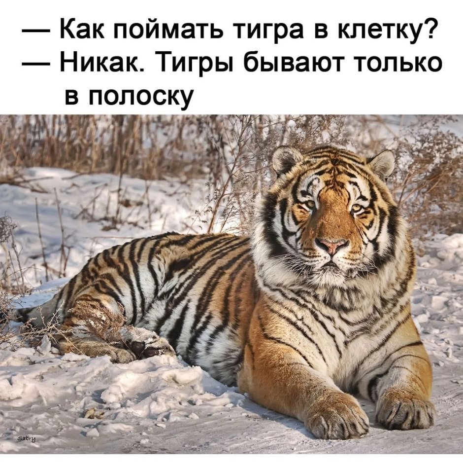 Тигр смеется