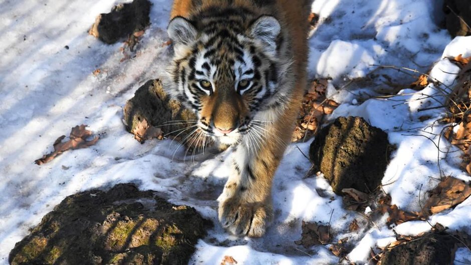 Уссурийский тигр в дикой природе