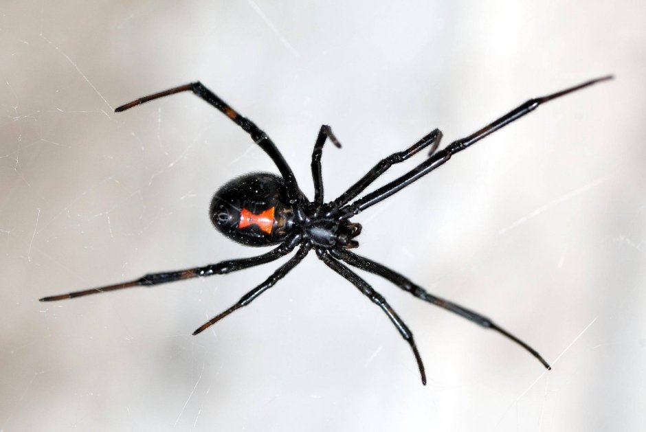 Brown Recluse Spider паук