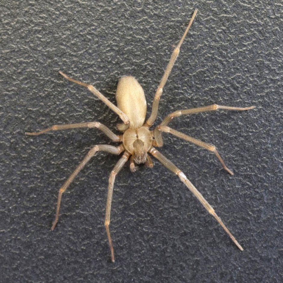 Redback Spider паук