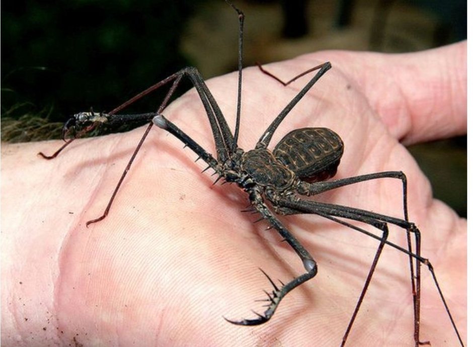 Phage симбиот Марвел