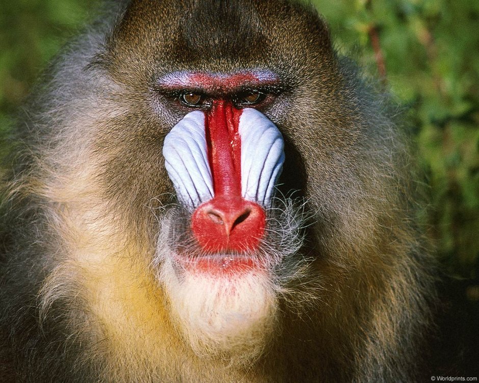 Mandrill Mandrill 1971