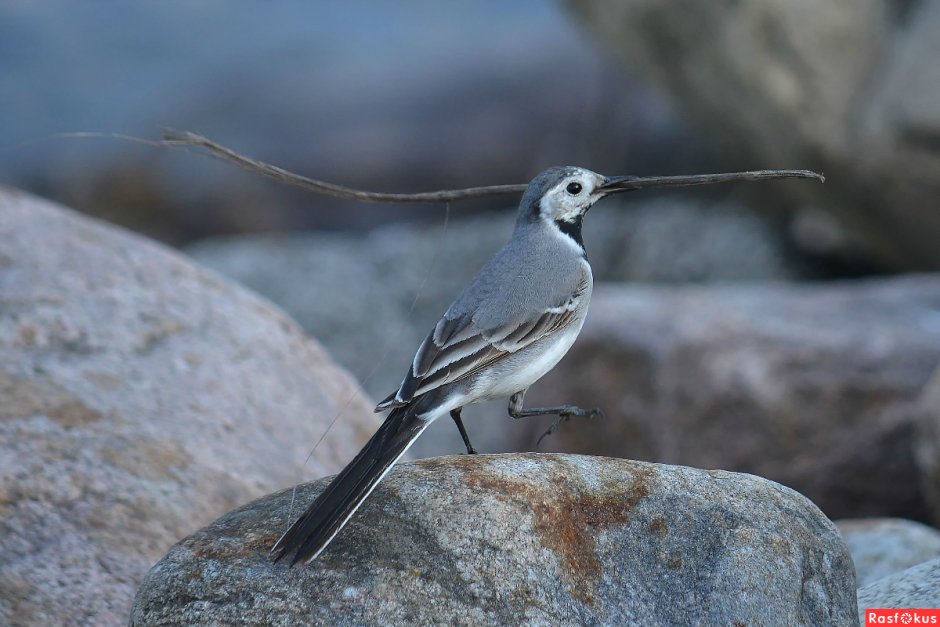 Cyanocitta cristata