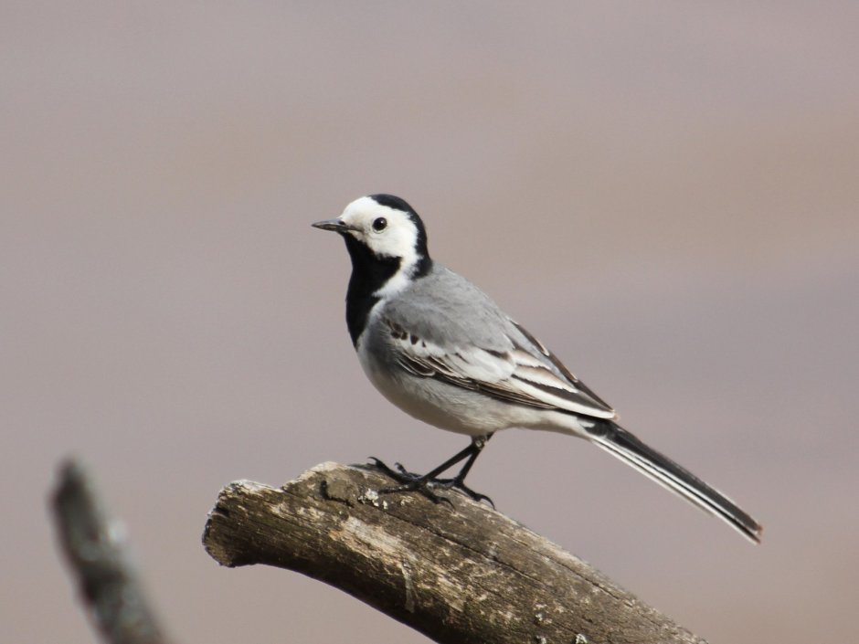 Motacilla aguimp