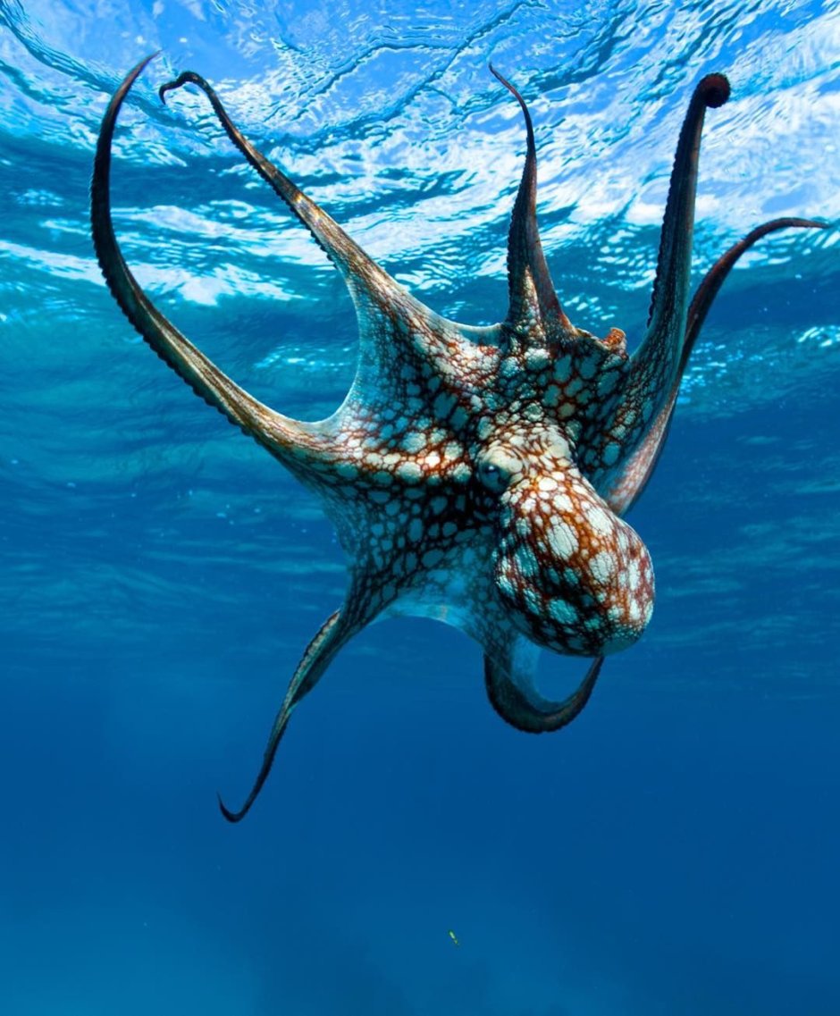 Спрут Морское животное