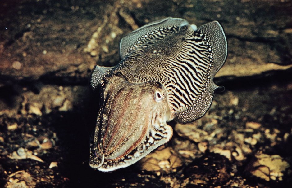Каракатица Sepia officinalis