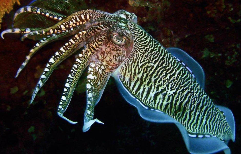 Сепия морское животное