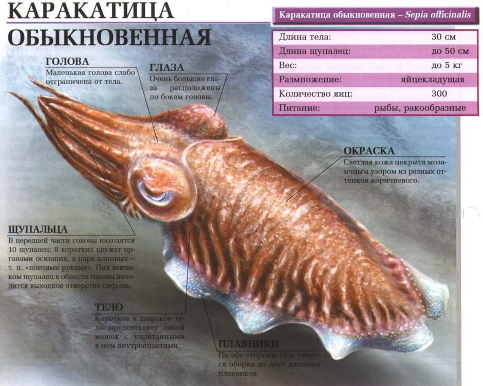 Каракатица Sepia officinalis строение