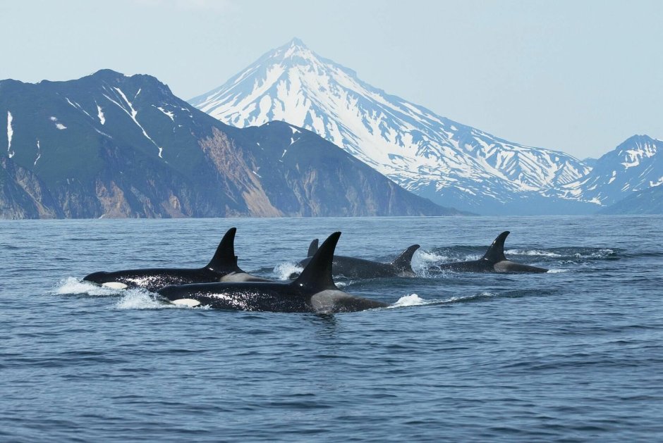 Косатка - Orcinus Orca (Дальневосточная Плотоядная популяция)