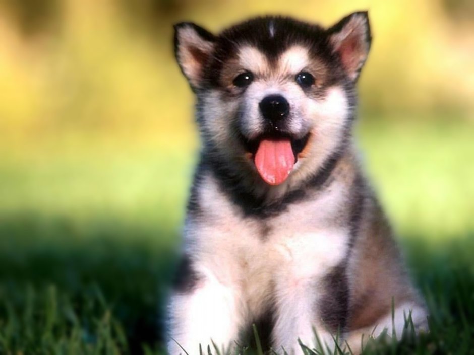 Alaskan Malamute Puppy