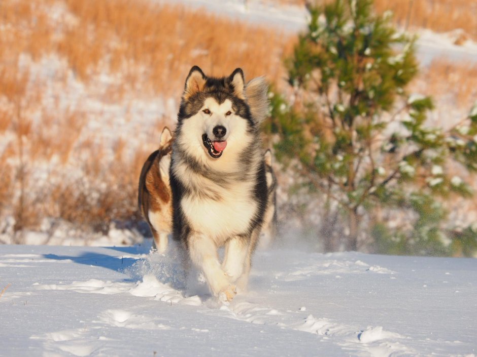 Alaskan Malamute Snow