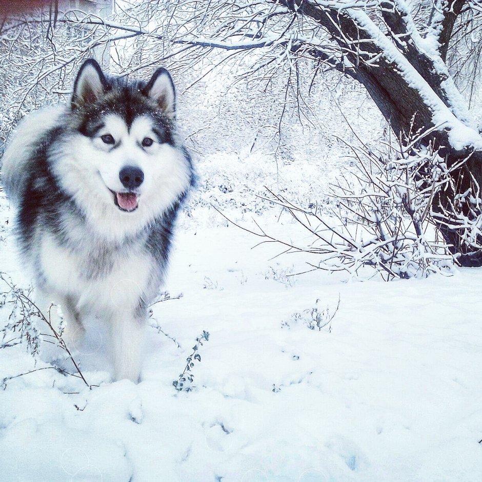Лайка маламут
